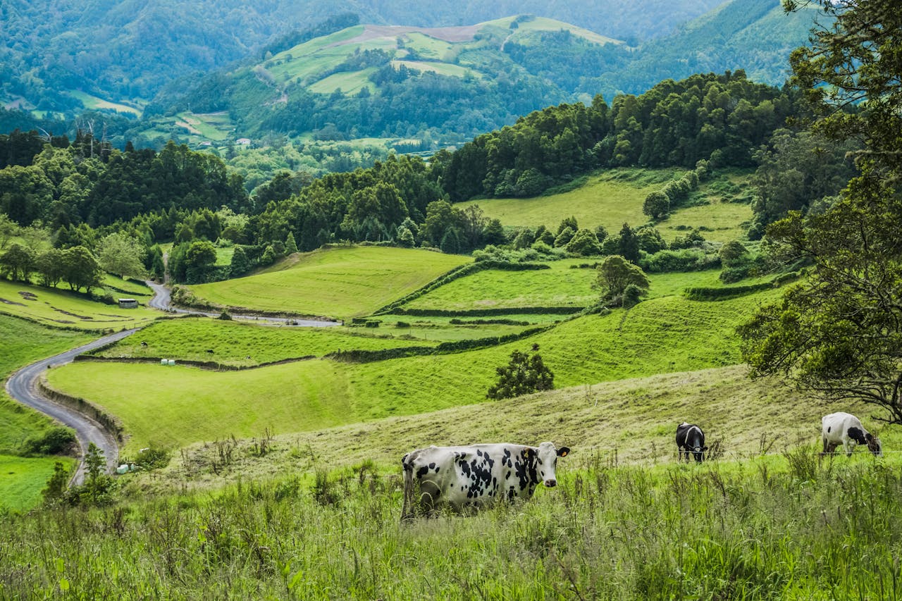 Scenic green countryside with grazing cows under a clear summer sky.